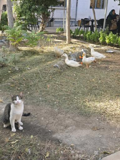 عکس کافه‌ کتاب آفتاب