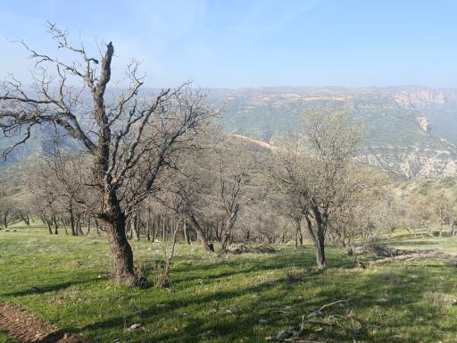 عکس راشک علیا