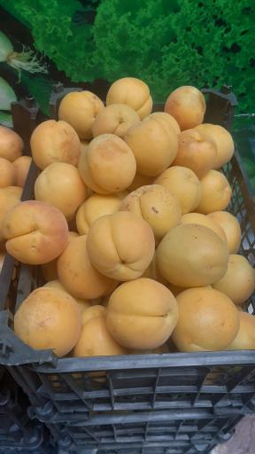 عکس هایپر میوه رضا