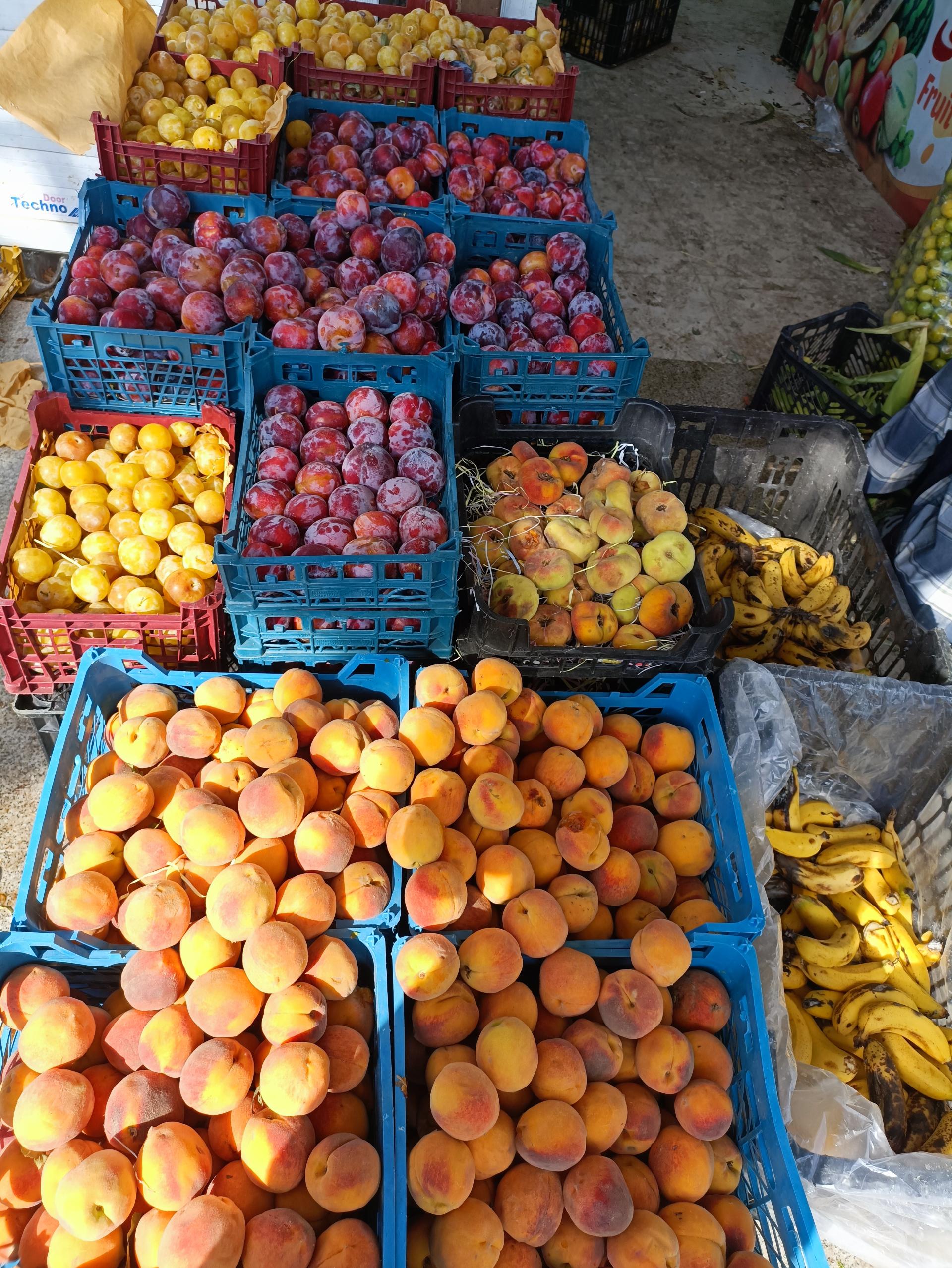 عکس میوه سرای رضا محمدی