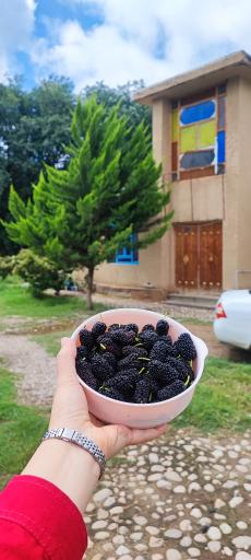 عکس بوم گردی آلینه