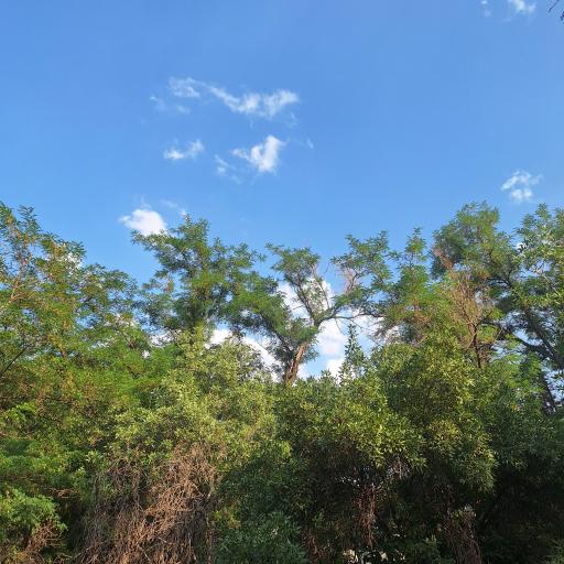 عکس پارک بانوان بوستان وکیل آباد (پارک شهربانو)