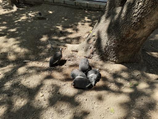 سایت پرنده نگری بوستان شهر