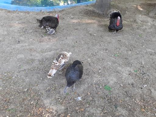 سایت پرنده نگری بوستان شهر