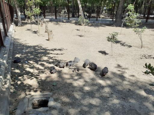 سایت پرنده نگری بوستان شهر