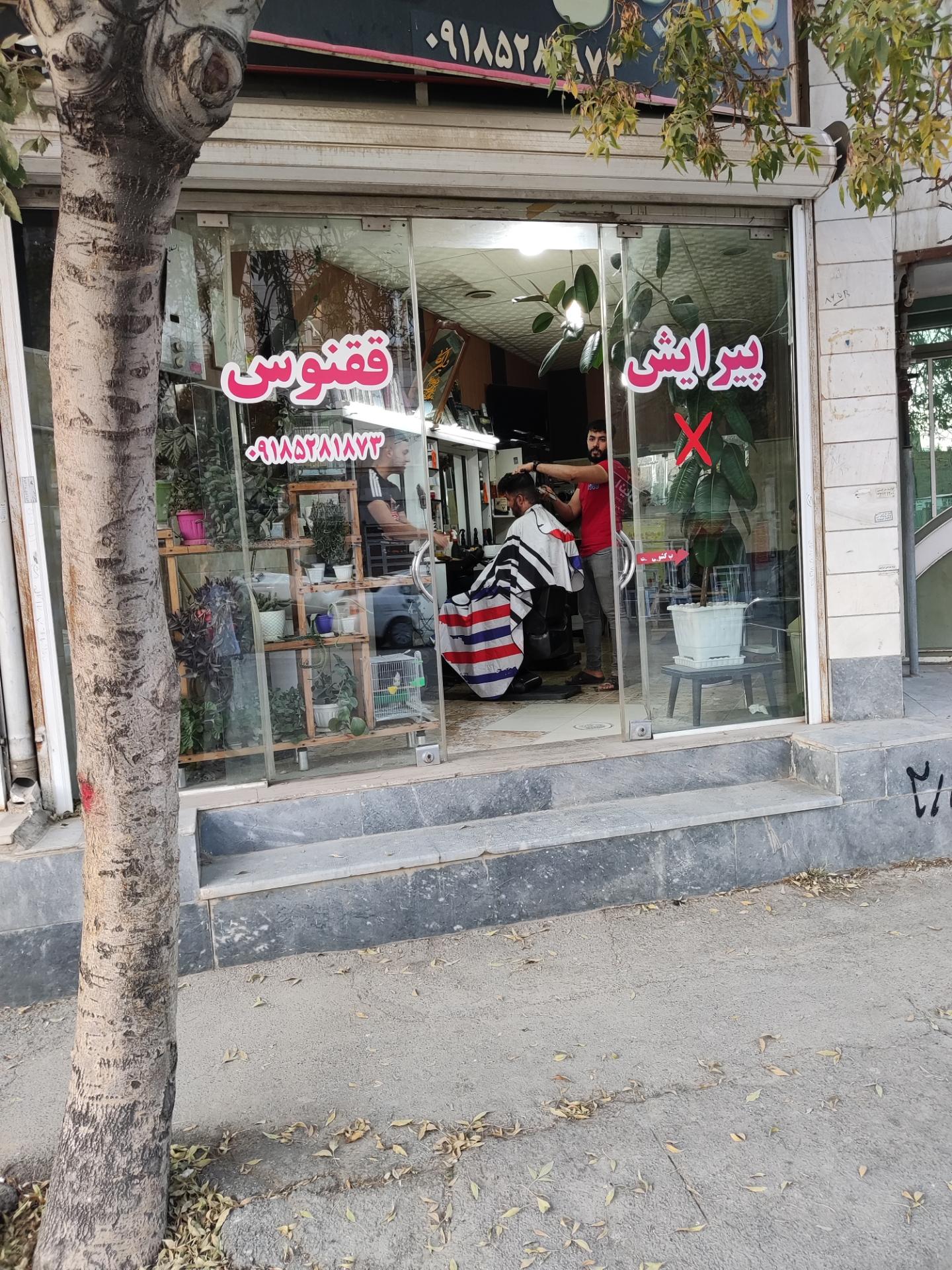 عکس پیرایش ققنوس