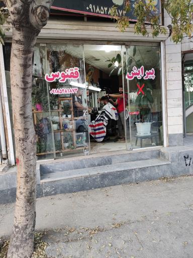 عکس پیرایش ققنوس