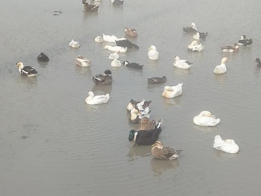 عکس تالاب فریدون کنار