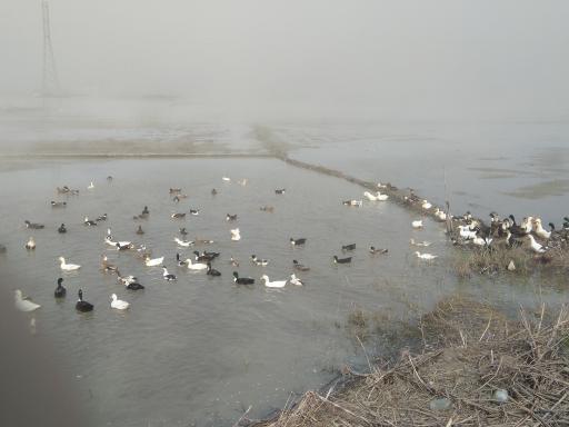 عکس تالاب فریدون کنار