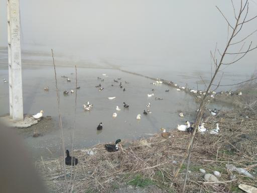 عکس تالاب فریدون کنار