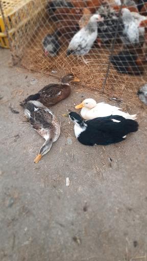 عکس پنج شنبه بازار  هشتپر