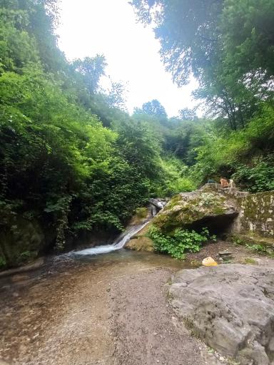 عکس جنگل کبودوال