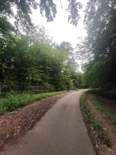 عکس جنگل کبودوال