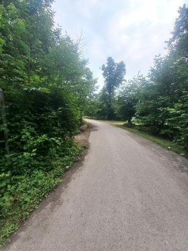 عکس جنگل کبودوال