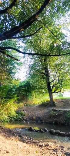 عکس جنگل کبودوال