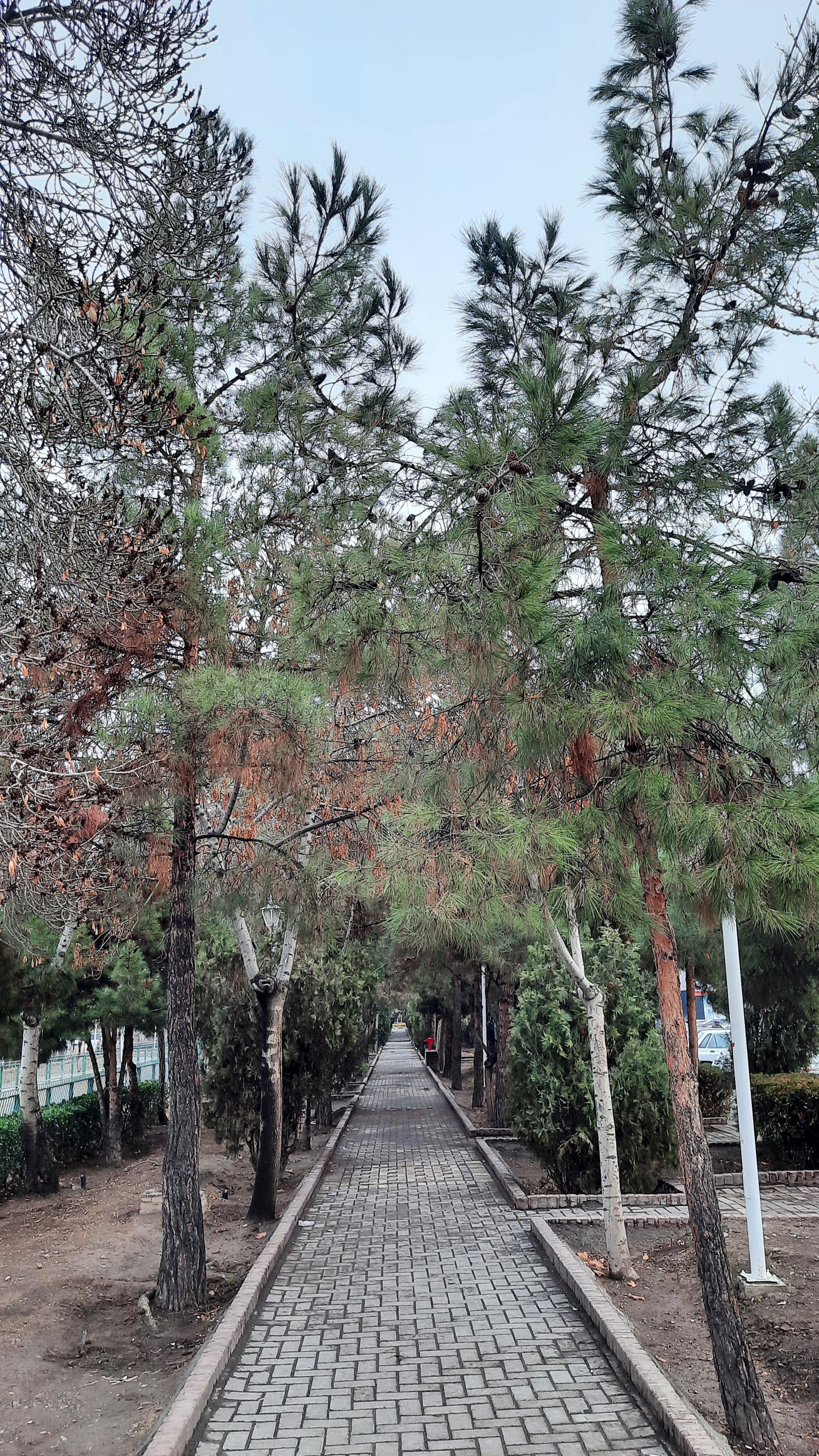 عکس بوستان یاسمن