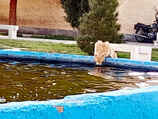 عکس باغ ملی