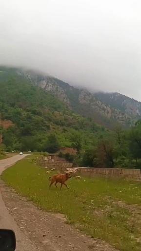 عکس رامیان