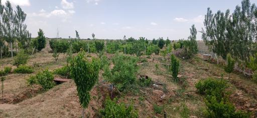 عکس نرجه
