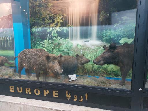 عکس موزه تنوع زیستی