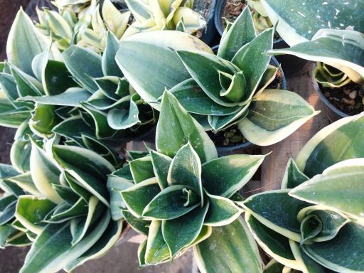 عکس گلخانه آسمانی