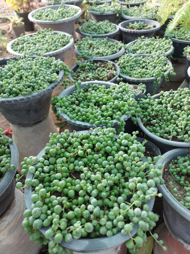 عکس گلخانه آسمانی