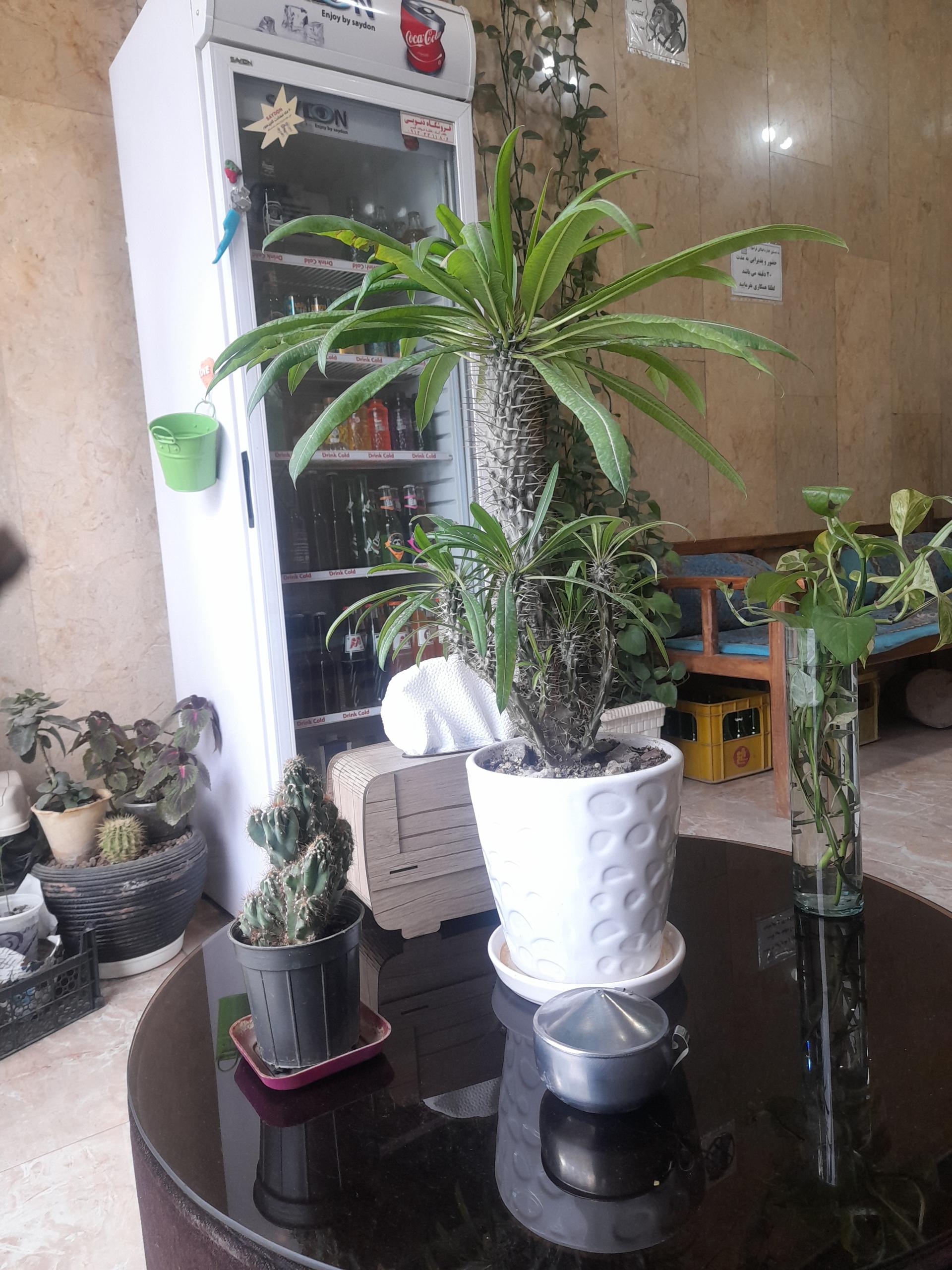 عکس کافه رفیق