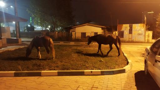 عکس پارک کوچک امام رضا (ع)