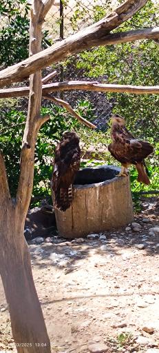 عکس باغ وحش دز