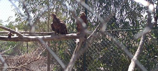 عکس باغ وحش دز