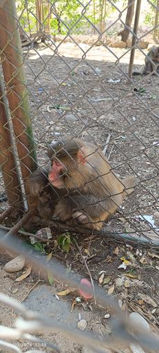 عکس باغ وحش دز