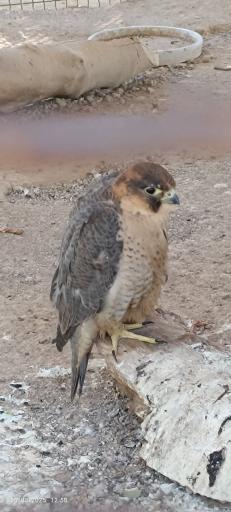 عکس باغ وحش دز