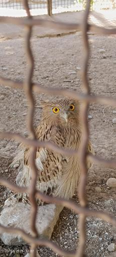 عکس باغ وحش دز