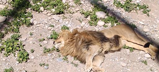 عکس باغ وحش دز