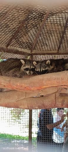 عکس باغ وحش دز