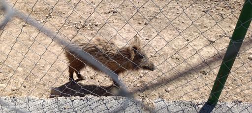 عکس باغ وحش دز