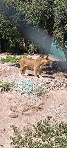 عکس باغ وحش دز