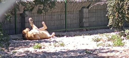 عکس باغ وحش دز