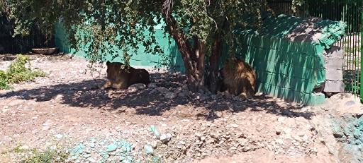 عکس باغ وحش دز