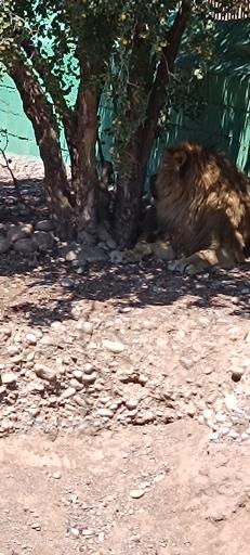 عکس باغ وحش دز