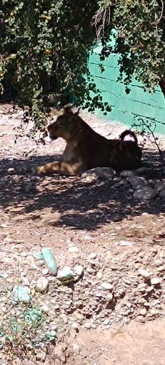 عکس باغ وحش دز