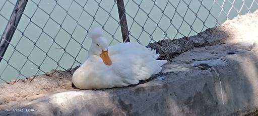 عکس باغ وحش دز