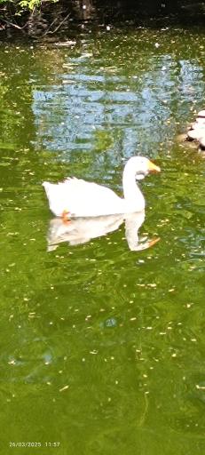 عکس باغ وحش دز