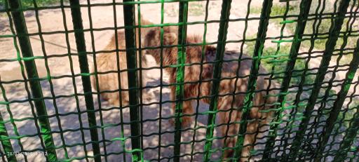 عکس باغ وحش دز