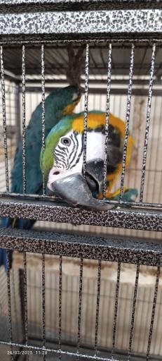 عکس باغ وحش دز