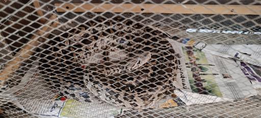 عکس باغ وحش دز