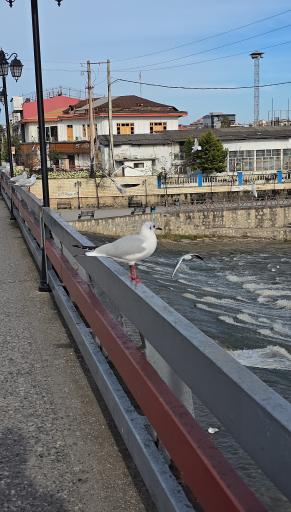 عکس پل چشمه کیله