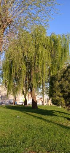 عکس بوستان شقایق