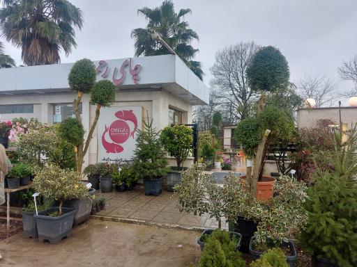 عکس چای رحمت