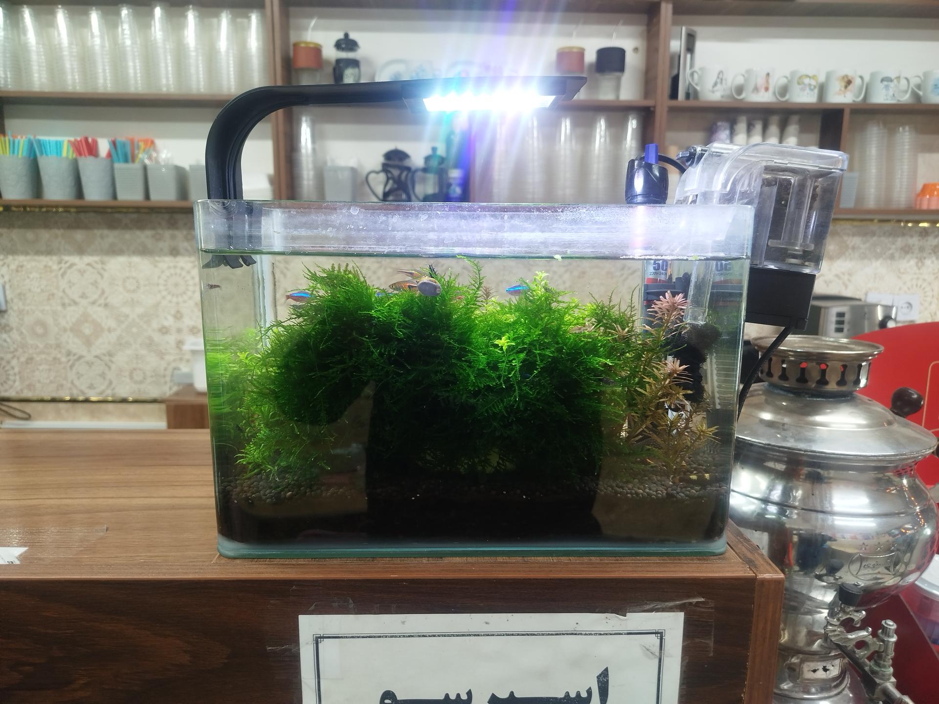 عکس آکواریوم مرکزی